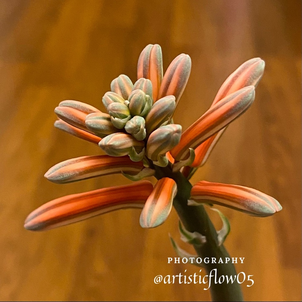 My Tiger Aloe Is Blooming